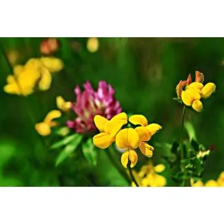 Bi- og insektblanding