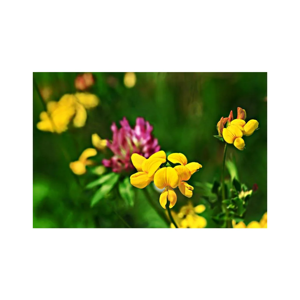 Bi- og insektblanding