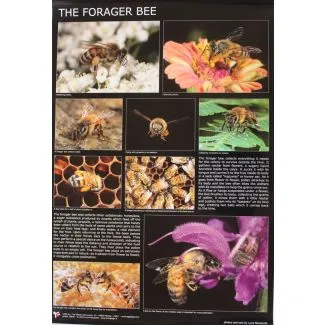 Plakat af Luca Mazzocchi - The Forager Bee