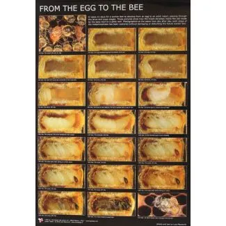 Plakat af Luca Mazzocchi - The Forager Bee