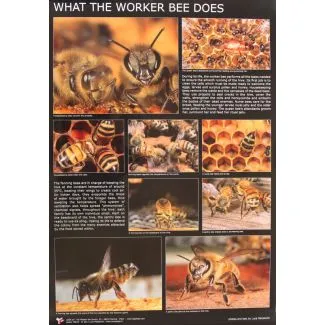 Plakat af Luca Mazzocchi - Honeycomb And Beewax