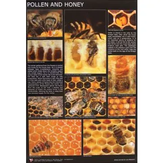 Plakat af Luca Mazzocchi - What The Worker Bee Does