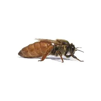 Dansk Buckfast Dronning Uparret