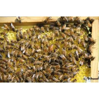 Bifamilie på 6 rammer, inkl pant