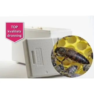 Uparret dronning med Tappernøje superkassen inkl. dækplade