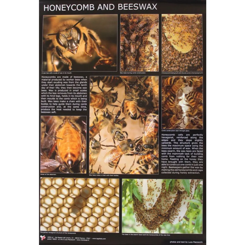 Plakat af Luca Mazzocchi - Honeycomb And Beewax