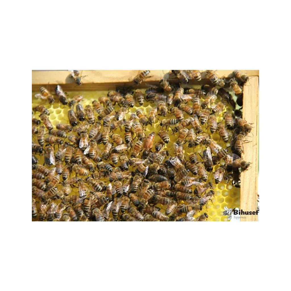 Bifamilie på 6 rammer, inkl pant